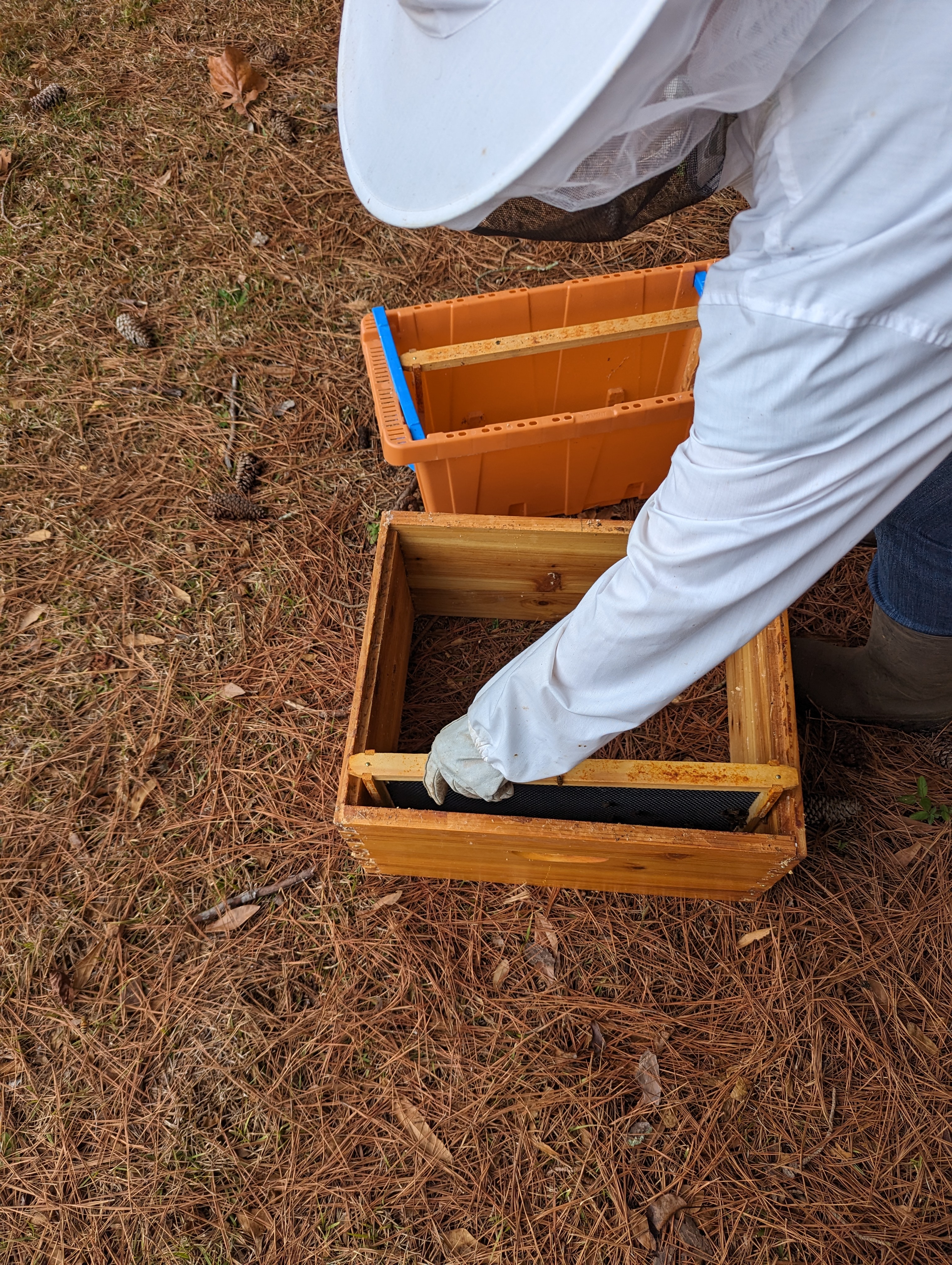 Beehive Update